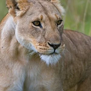 Lioness (Panthera leo), Masai Mara National Reserve, Kenya, East Africa, Africa