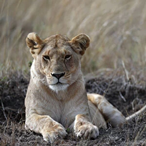 Lioness (Panthera leo) in savanna, Masai Mara Game Reserve, Kenya, East Africa, Africa
