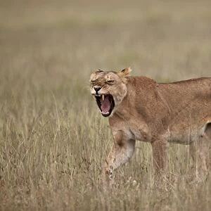 Lioness (Panthera leo) yawning in tall grass, Serengeti National Park, Tanzania, East Africa