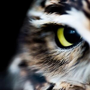 Little owl (Athene noctua), Wheatley, Oxfordshire, England, United Kingdom, Europe