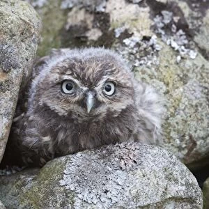 Little owl baby (Athene noctua), captive, United Kingdom, Europe