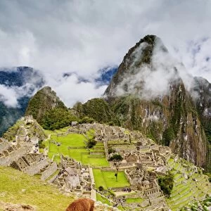 Llama in Machu Picchu, UNESCO World Heritage Site, Cusco Region, Peru, South America