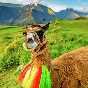 Llama, Moray, Peru, South America