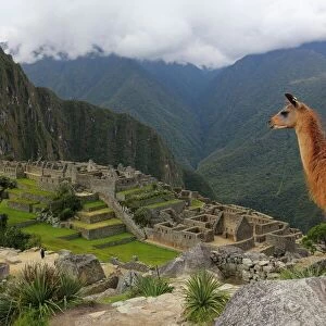 Llama standing at Machu Picchu viewpoint, UNESCO World Heritage Site, Peru, South America