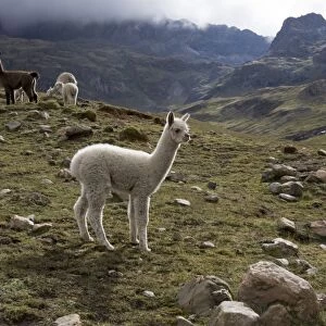 Llamas and alpacas, Andes, Peru, South America