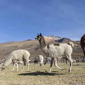 Llamas (Lama glama), feeding near Coqueza, a small town near the Thunupa Volcano