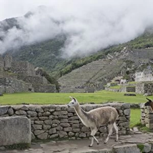 Llamas roaming in the Inca ruins of Machu Picchu, UNESCO World Heritage Site, Peru