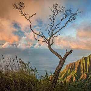 A lone acacia koa tree stretches up to the colorful sunset clouds over the Kalalau Valley