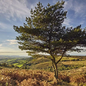 A lone pine tree on a hill called Wills Neck, 384m, highest point in the Quantock Hills