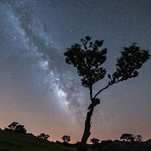 Lone tree under the bright Milky Way at night, forest of Fanal, Madeira island, Portugal
