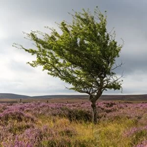 Lone tree amongst the heather, Yorkshire Moors, Yorkshire, England, United Kingdom