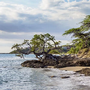Lone Tree by the Jack Sprat Beach, Treasure Beach, Saint Elizabeth Parish, Jamaica
