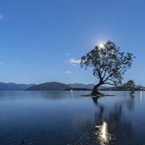 The lone tree in Lake Wanaka under the moonlight at dusk, Wanaka, Queenstown Lakes