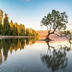 The lone tree in Lake Wanaka in the morning light, Wanaka, Queenstown Lakes district