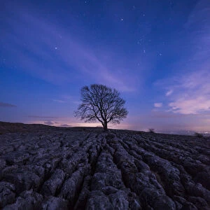 A lone tree on the limestone pavement on the hills above the village of Malham in