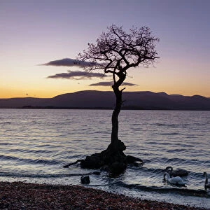 Lone tree with swans, Milarrochy Bay, Loch Lomond, Scotland, United Kingdom, Europe