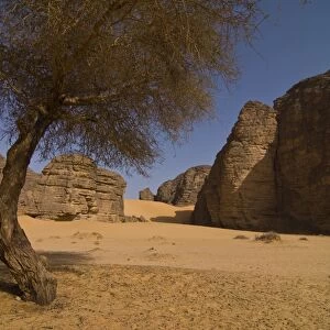 Lonely tree in the Sahara, Southern Algeria, North Africa, Africa