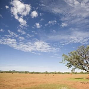 Lonely tree surrounded by a termite hill, Namibia, Africa