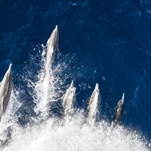 Long-beaked common dolphins (Delphinus capensis), bow-riding off Magdalena Island