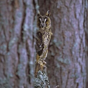 Long eared owl (Asio otus) in winter