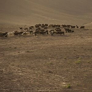 The long march, in the barren hills of Afghanistan, shepherds and their flocks are