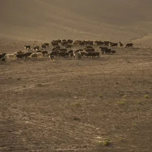 The long march, in the barren hills of Afghanistan, shepherds and their flocks are