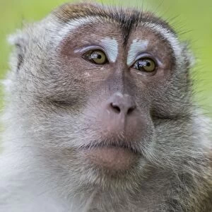 Long-tailed macaque (Macaca fascicularis), Bako National Park, Sarawak, Borneo, Malaysia