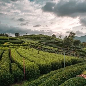 Longjing Tea fields in the hills near West Lake, Hangzhou, Zhejiang, China, Asia