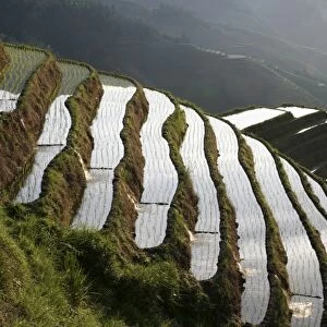 Longsheng terraced ricefields, Guangxi Province, China, Asia