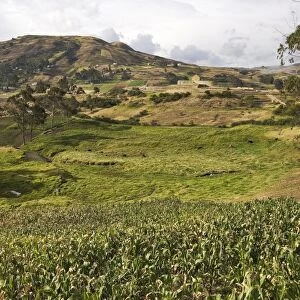 Looking across maize fields of the Canari people towards the Temple of the Sun at the most important Inca site in Ecuador, elevation 3230m, Ingapirca, Canar Province, Southern Highlands, Ecuador