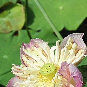 Lotus flower, Bangkok, Thailand, Southeast Asia, Asia