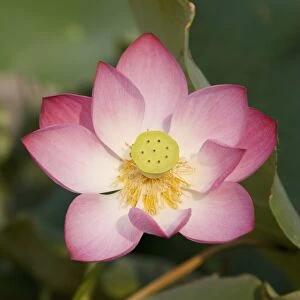 Lotus flower, Beijing, China, Asia