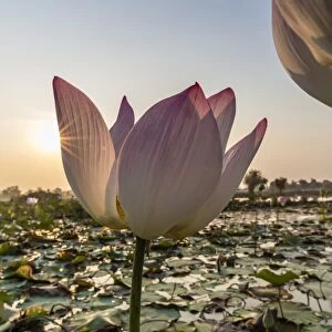 Lotus flower (Nelumbo nucifera), near the village of Kampong Tralach, Cambodia, Indochina, Southeast Asia, Asia