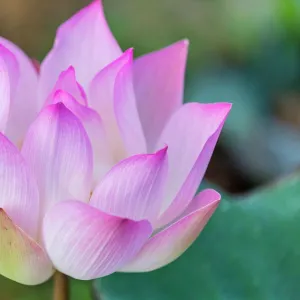 Lotus flower (Nelumbo nucifera) along the Tonle Sap River, Cambodia, Indochina, Southeast Asia, Asia