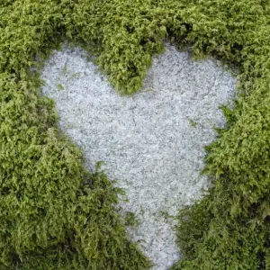 Love Heart shape in moss on granite bolder
