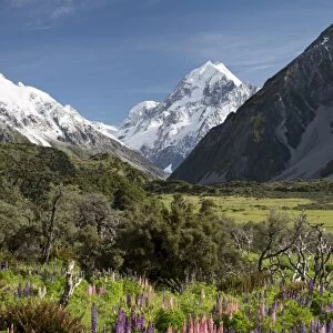 Lupins and Mount Cook, Mount Cook Village, Mount Cook National Park, UNESCO World Heritage Site, Canterbury region, South Island, New Zealand, Pacific