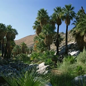 Lush vegetation including palm trees on the banks of