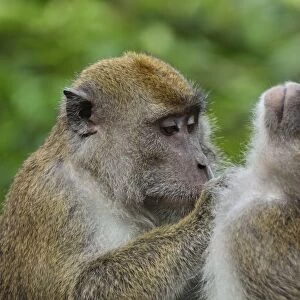 Macaques, Sabah, Borneo, Malaysia, Southeast Asia, Asia