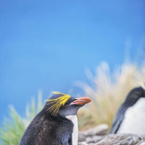 Macaroni penguin (Eudyptes chrysolophus) on a rocky islet, East Falkland
