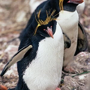 Macaroni penguins (Eudyptes chrysolophus), East Falkland, Falkland Islands