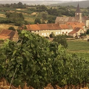 Maconnais vineyards, Poilly Fuisse, Ozenay, near Macon, Saone-et-Loire