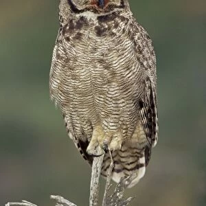 A Magellanic horned owl (Bubo magellanicus) sitting on a tree, Torres del Paine National Park