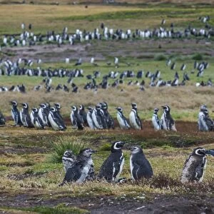 Magellanic penguin (Spheniscus magellanicus) colony, Carcass Island, West Falklands