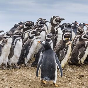 Magellanic penguins (Spheniscus magellanicus) molting feathers near gentoo penguin (Pygoscelis papua), on Saunders Island, West Falkland Islands, UK Overseas Protectorate, South America