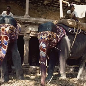 The Maharajahs elephants, Varanasi, Uttar Pradesh state, India, Asia