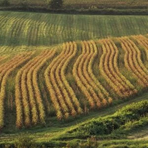 Maize fields near Geaune, Landes, Aquitaine, France, Europe
