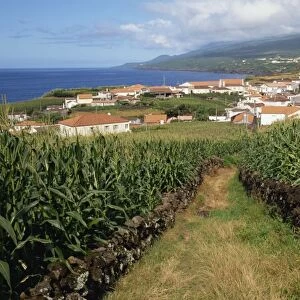Maize fields at Ribeira do Meio, Pico, Azores, Portugal, Atlantic, Europe