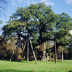The Major Oak (Robin Hood Tree), Sherwood Forest, Nottinghamshire, England