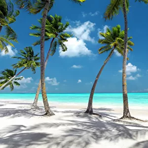 Maldives beach, palm trees on white sandy beach, The Maldives, Indian Ocean, Asia