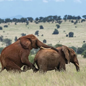 Two male African elephants (Loxodonta africana) displaying homosexual behavior, Tsavo